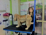 Academy des Chiens