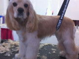 Academy des Chiens