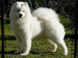 Les samoyède dArka-ya