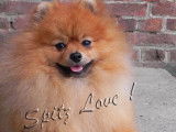 Spitz Love