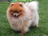 Spitz Love
