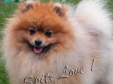 Spitz Love