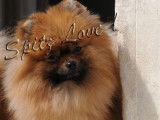Spitz Love