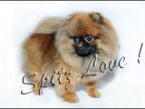 Spitz Love