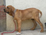 Elevage de Fila Brasileiro du domaine d'en bas