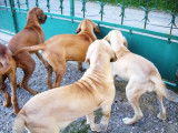 Elevage de Fila Brasileiro du domaine d'en bas
