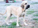 Elevage de Fila Brasileiro du domaine d'en bas