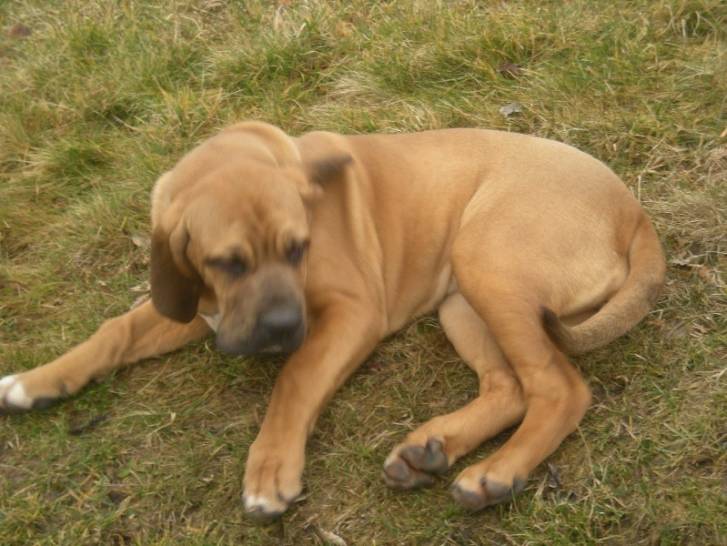 Chien - eleveur de chiens Fila Brasileiro