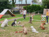 Chiens au assis pas bouger