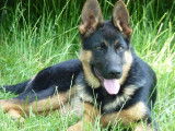 Du repaire du berger allemand