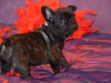 Sweeties Doggies
