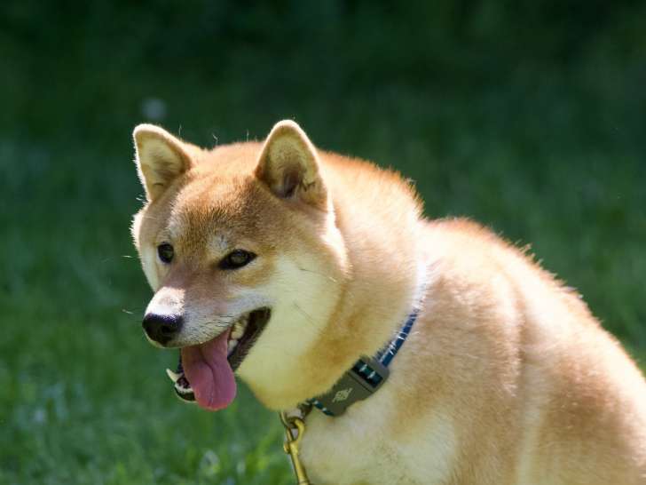 Canischola