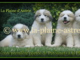 De la Plaine d'Astrée