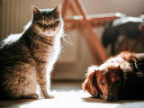 A Tout Chat et Chien