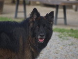 Dog education with fun!