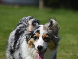 Dog education with fun!