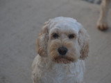 Dog education with fun!