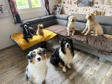 Dog education with fun!