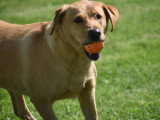 Dog education with fun!