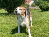 Dog education with fun!