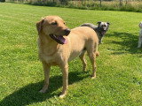 Dog education with fun!