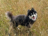 Dog education with fun!