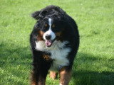 Dog education with fun!