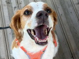Dog education with fun!