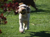 Dog education with fun!