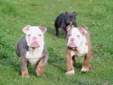 Lecat's Bulldog