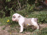 Lecat's Bulldog