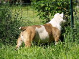 Lecat's Bulldog