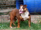 Lecat's Bulldog