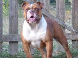Lecat's Bulldog