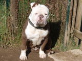 Lecat's Bulldog