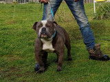 Lecat's Bulldog