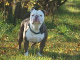 Lecat's Bulldog