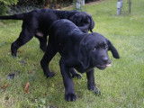 Erin Shores labradors
