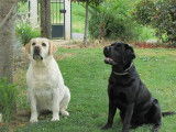 Erin Shores labradors