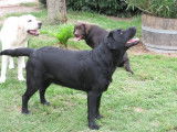 Erin Shores labradors