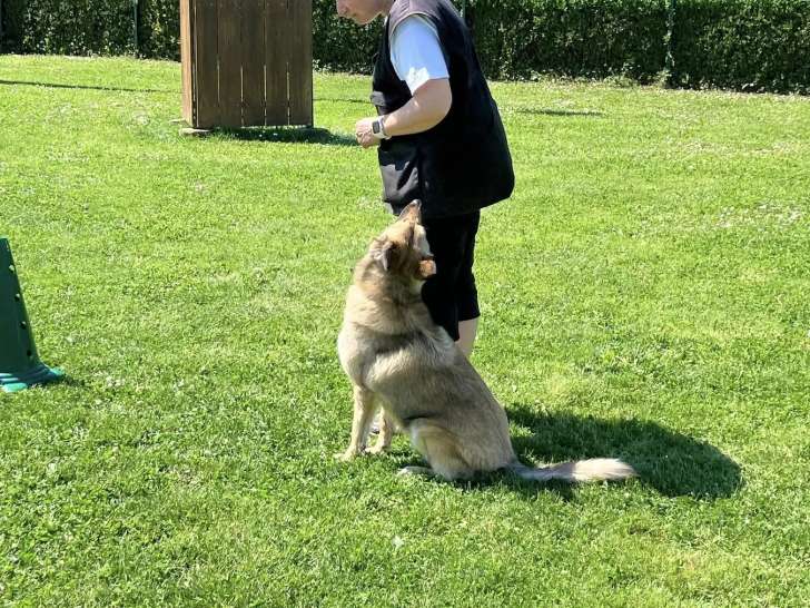 Amicale du Chien de Haguenau