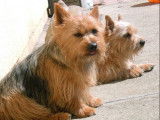 Norwich Terriers des vignes bleues