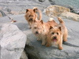 Norwich Terriers des vignes bleues