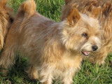 Norwich Terriers des vignes bleues