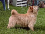 Norwich Terriers des vignes bleues