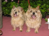 Norwich Terriers des vignes bleues