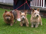 Norwich Terriers des vignes bleues