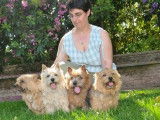 Norwich Terriers des vignes bleues