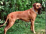 De Karibu Ridgeback