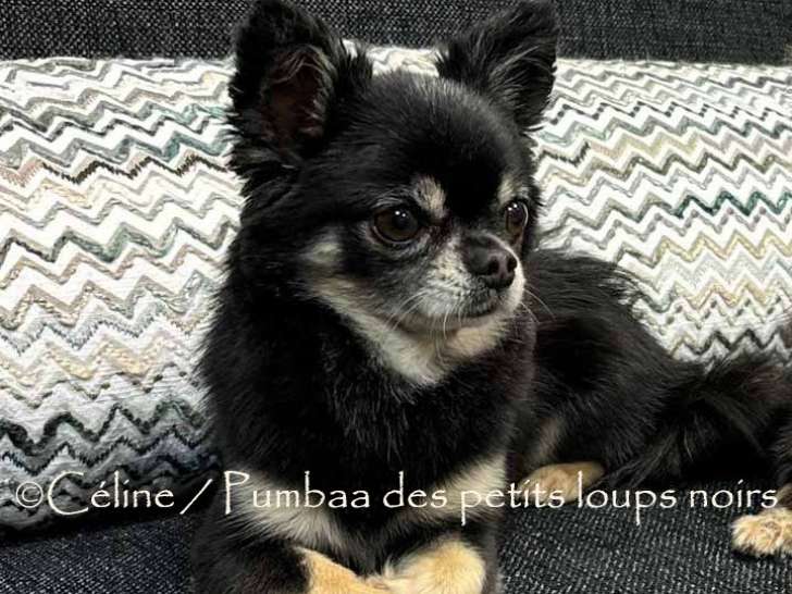 Pumbaa des petits loups noirs